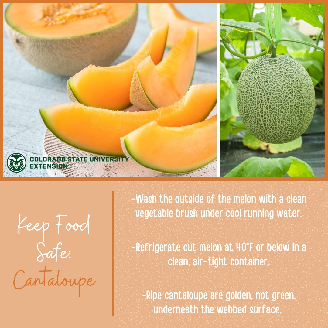 Visit the link in our bio to learn about handling, preparation, selection, and storage of cantaloupe!

 #foodsmartcolorado #cantaloupe #fruit #coloradoproduce #preparation