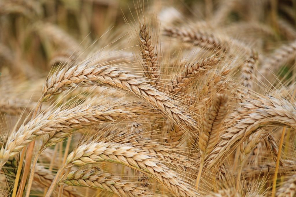 Whole wheat growing in a field.