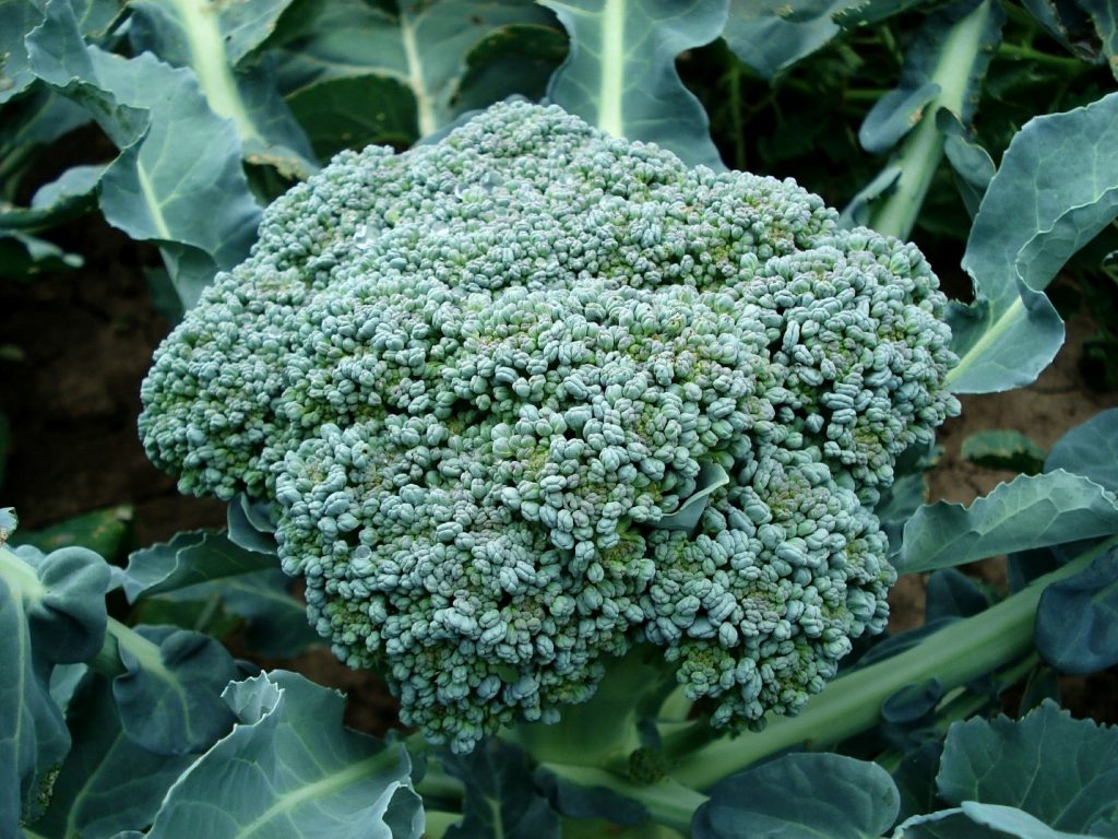 Raw broccoli growing outside.