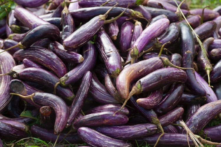 Eggplant in a pile outdoors.