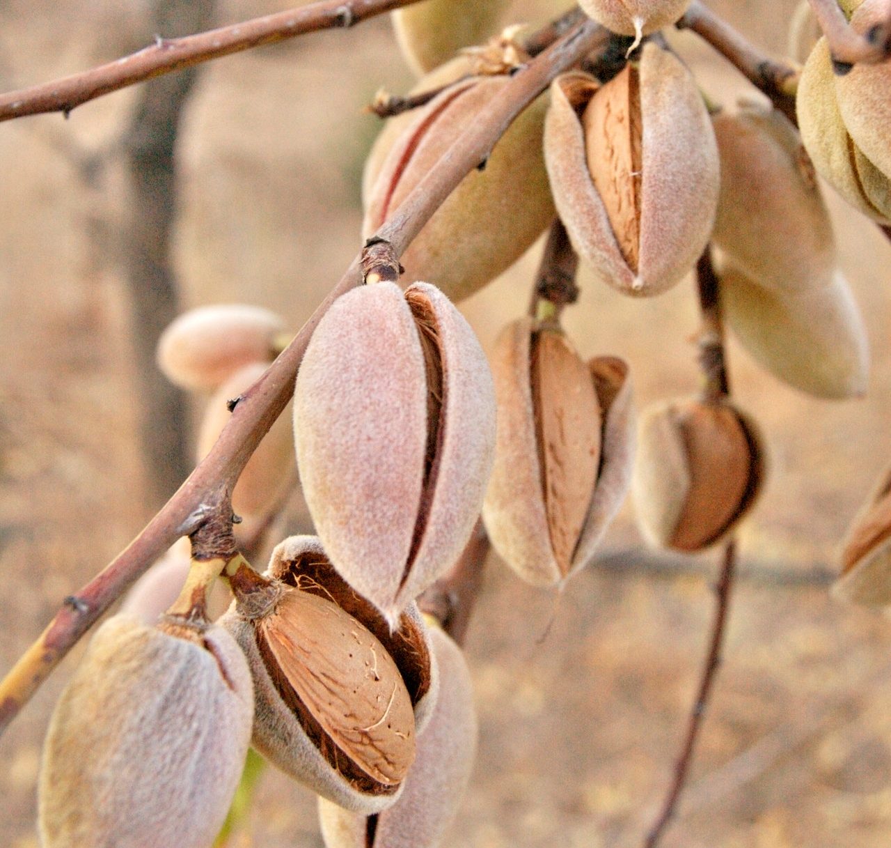 Tree Nut Allergy Food Smart Colorado