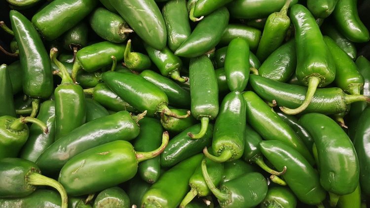 Pile of jalapeno peppers.