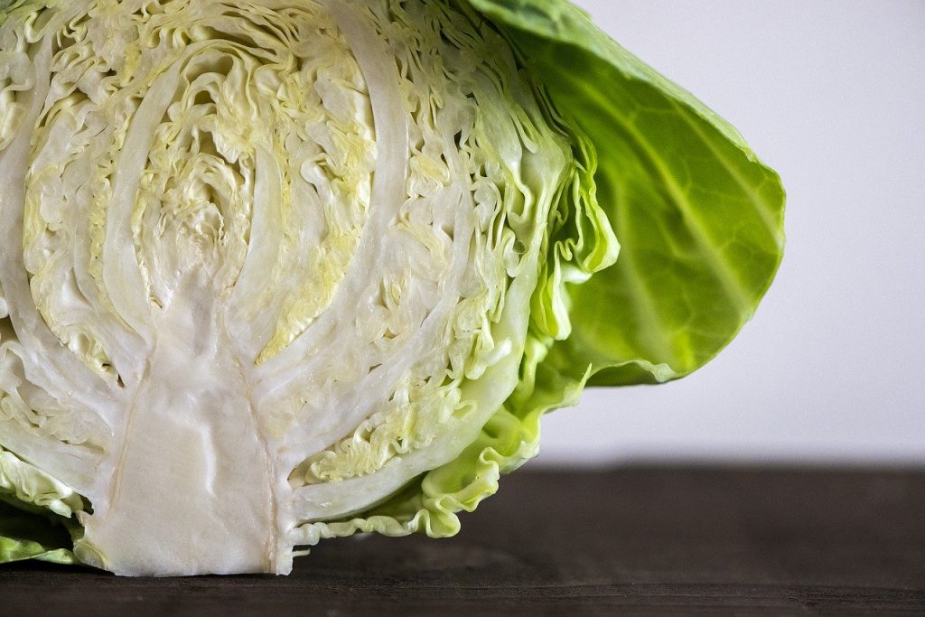 Cross-section view of sliced cabbage.