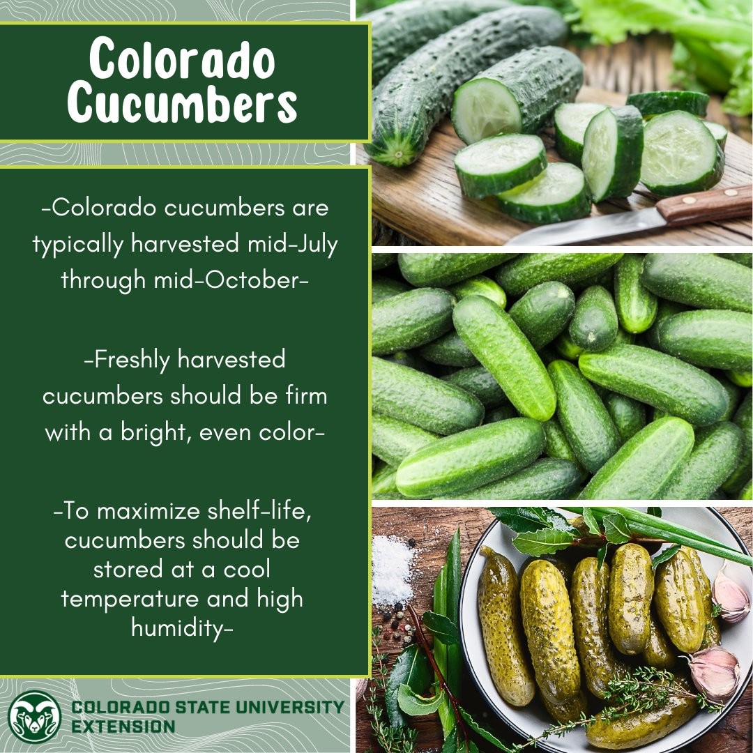 Colorado cucumbers are harvested from mid-July to mid-October. Visit the link in our bio to explore selection, handling, consumption, storage, and much more about cucumbers!

#foodsmartcolorado #cucumber #coloradoproduce #foodsafety #pickles #pickling #picklingcucumbers